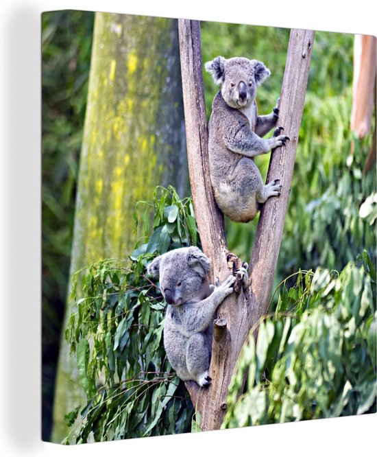 Canvas Schilderij Koala - Boom - Eucalyptus - Wanddecoratie