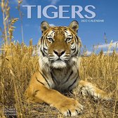 Tigers - Tiger 2022 - 18-Monatskalender