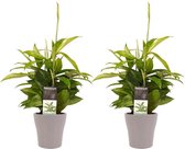 Hellogreen Kamerplant - Duo Dracaena Surculosa - 45 cm - Anna taupe