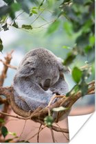 Poster Koala - Takken - Slapen - Kinderen - Jongens - Meiden - 80x120 cm