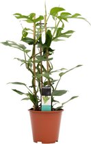 Kamerplant van Botanicly – Philodendron Minima – Hoogte: 70 cm