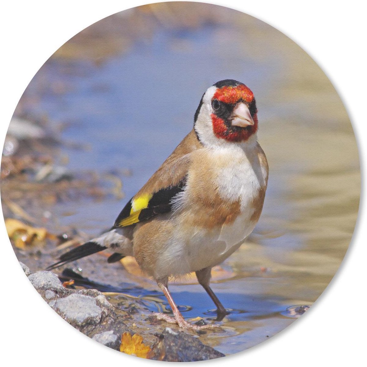 Muismat rond 40x40 cm - Mousepad Een putter staat in een waterplas - Ronde muismatten