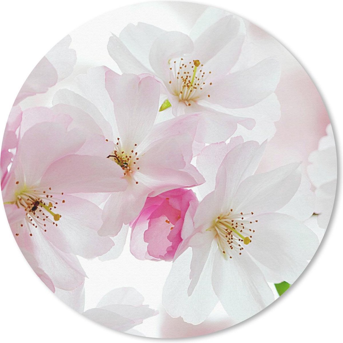 Muismat rond 50x50 cm - Mousepad Kersen - Bloesem - Bloemen - Ronde muismatten