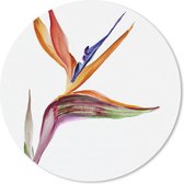 Muismat - Mousepad - Rond - Strelitzia - Aquarel - Bloemen - 50x50 cm - Ronde muismat