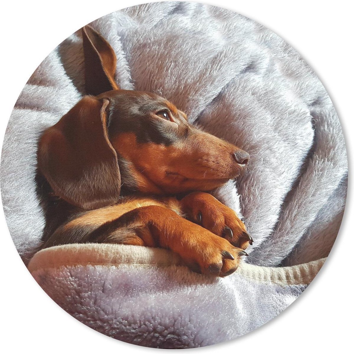 Muismat rond 50x50 cm - Mousepad Schattige Teckel ligt onder de dekens - Ronde muismatten