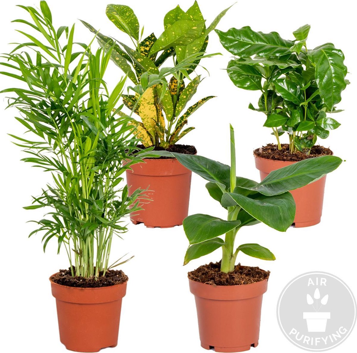 Bol.com Bloomique - Mix van 4 - Tropische Kamerplanten Mix - Musa, Chamaedorea, Codiaeum, Coffea - Luchtzuiverend - Hoogte 20-40... aanbieding