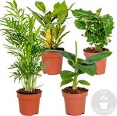 4x Tropische kamerplanten mix – Musa-Chamaedorea-Codiaeum-Coffea – Luchtzuiverend – ⌀12cm-25-40cm