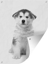 Tuinposter - Tuindoek - Tuinposters buiten - Husky puppy op witte achtergrond - zwart wit - 90x120 cm - Tuin