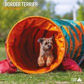 Border Terrier - Kalender 2022