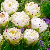10x Dubbelbloemige tulpen - Tulipa 'Danceline' - Wit - 10 bollen - Ø11cm