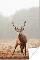 Affiche Cerf - Forêt - Brouillard - 20x30 cm