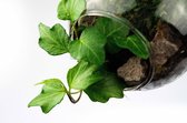 DIY mini hangende terrarium kit  Klimop  Met instructies