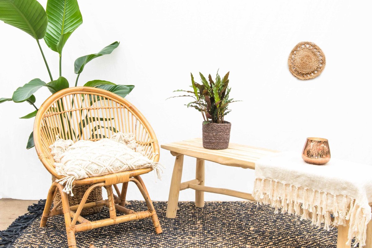 Calathea Elgergrass - 35cm