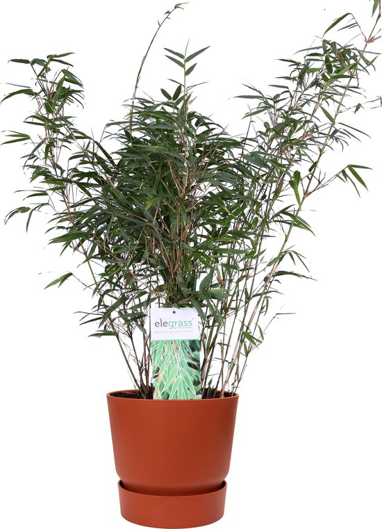 ‘Fargesia Rufa’ (Bamboe) in ELHO outdoor sierpot Greenville (brique) ↨ 80cm – hoge kwaliteit planten