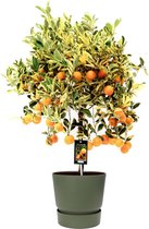 Fruitgewas van Botanicly – Citrus Variegata in groente ELHO plastic pot als set – Hoogte: 75 cm