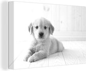Canvas Schilderij Witte Golden Retriever puppy - zwart wit - 60x40 cm - Wanddecoratie