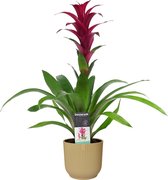 FloraExpert - Guzmania - 60 Cm - Ø 14