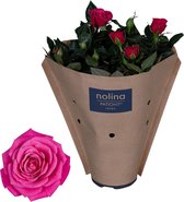 Bloem van Botanicly – Rosa Patio Hit – Hoogte: 36 cm