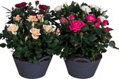 Bloemen van Botanicly – 2 × Rosa Patio Hit – Hoogte: 37 cm