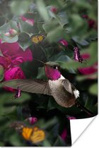 Affiche Colibri - Vogel - Rose - 60x90 cm