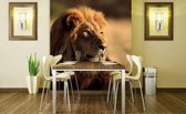 Dimex Lion Vlies Fotobehang 225x250cm 3-banen