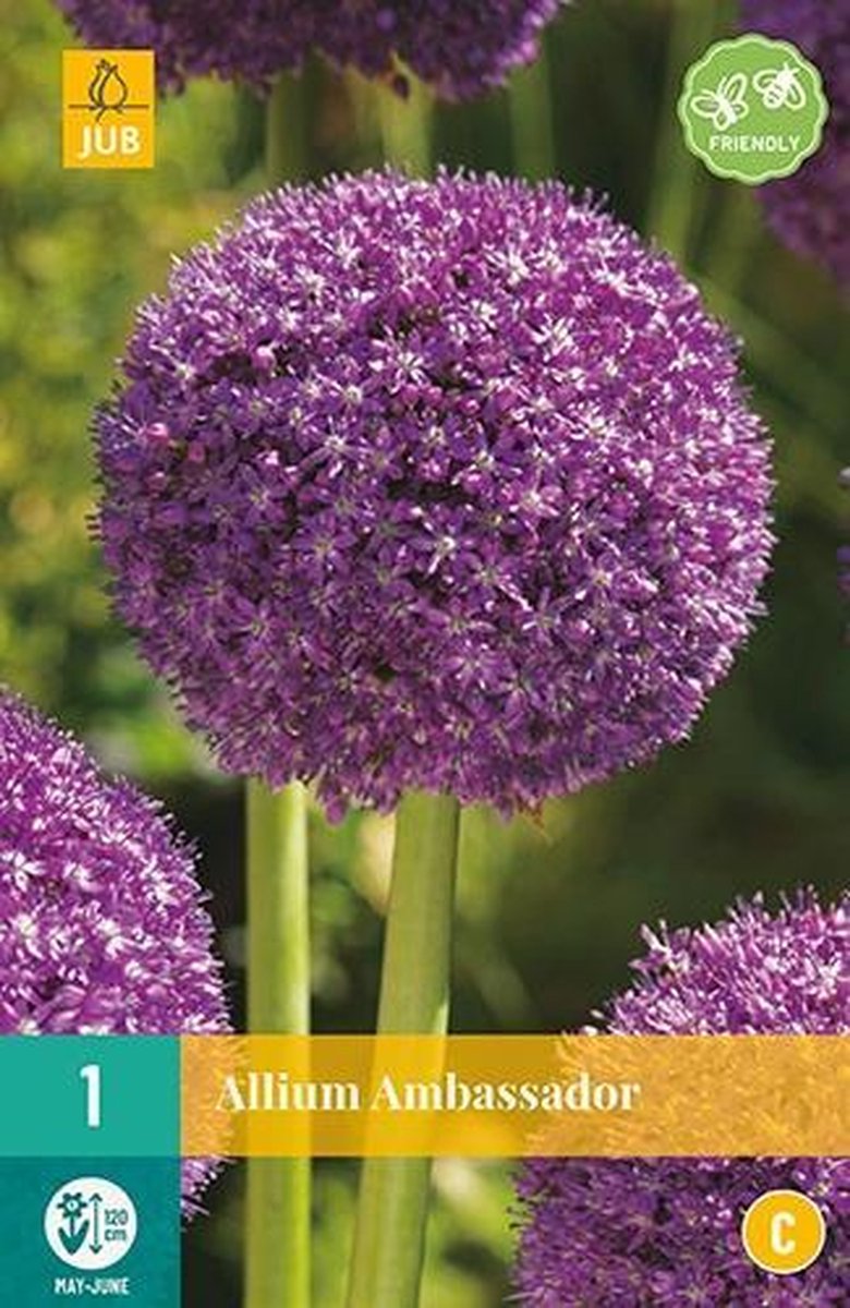 X 1 Allium Ambassador