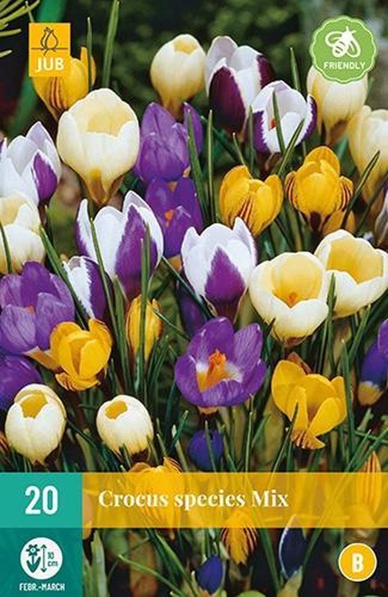 X 20 Crocus species mix