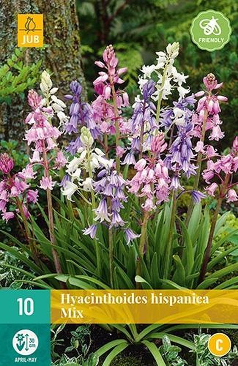 X 10 Hyacinthoides hisp. mix