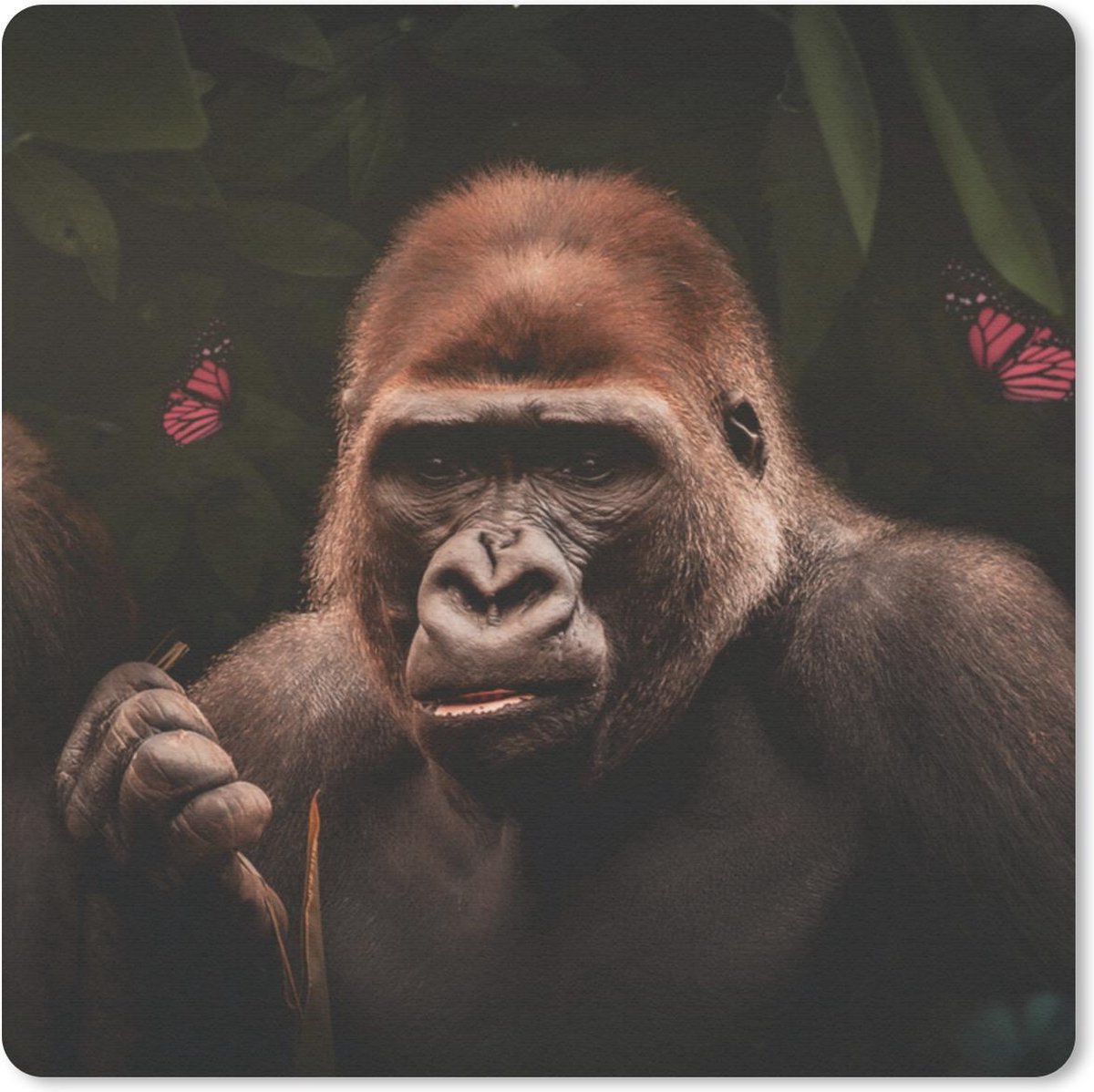 Muismat 30x30 cm - Mousepad Dieren - Aap - Gorilla - Muismatten