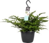 Hellogreen Kamerplant - Asplenium Parvati - 40 cm