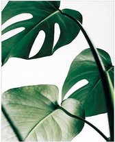 Minimalist Monstera Plant Print Poster Wall Art Kunst Canvas Printing Op Papier Living Decoratie 40X60cm Multi-color