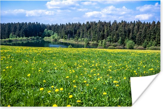 Poster Fleurs jaunes dans les champs du Parc National du Harz en Allemagne  60x40 cm -... | bol.com