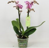 Orchidee van Botanicly – Vlinder orchidee – Hoogte: 45 cm, 2 takken – Phalaenopsis Multiflora Anastasia