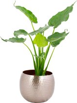 Kamerplant van Botanicly – Olifantsoor in Rose gold metaal pot als set – Hoogte: 80 cm – Alocasia Cucullata