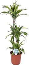Kamerplant van Botanicly – Drakenboom – Hoogte: 120 cm – Dracaena derem. Lemon Lime