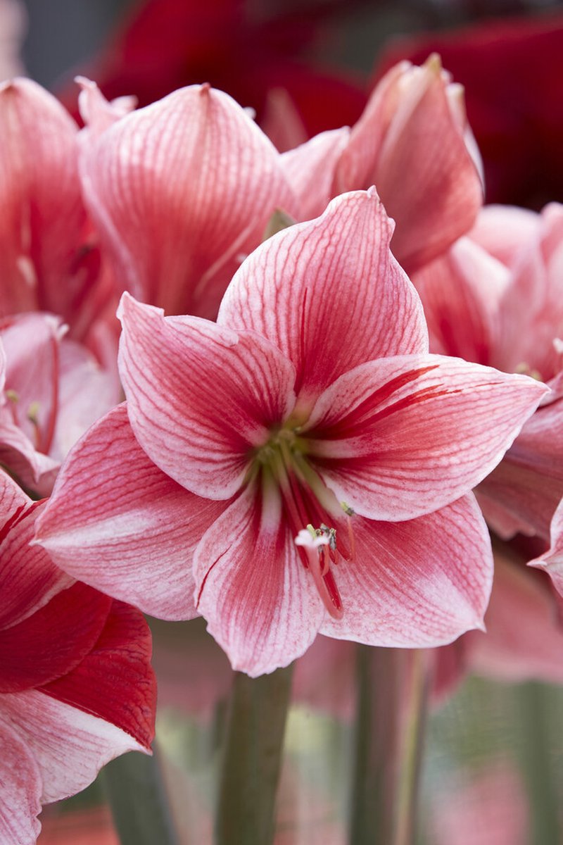 Amaryllis Gervase | 1 stuk | Amaryllisbol | Hippeastrum