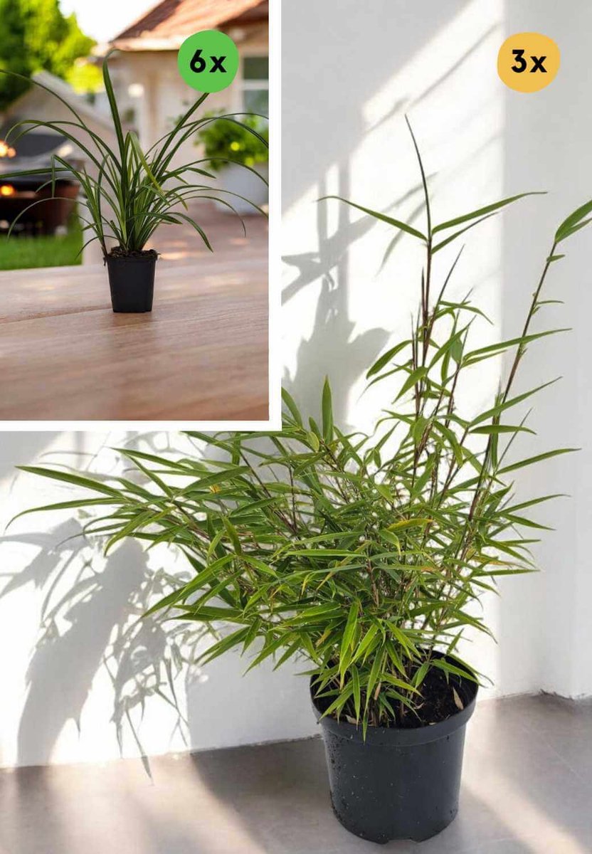 Groene Bamboe & Grassen Plantenbox