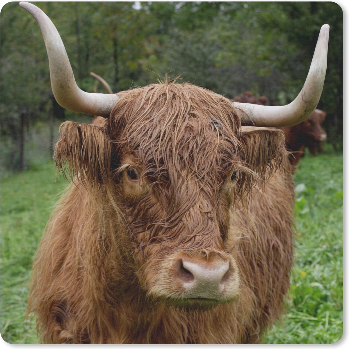 Muismat 20x20 cm - Mousepad Schotse Hooglander - Dieren - Gras - Muismatten
