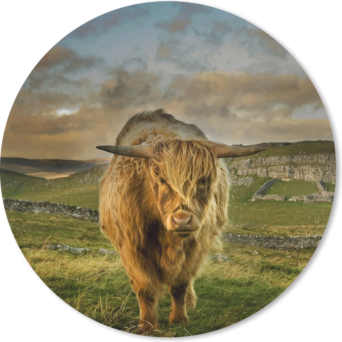 Muismat rond 50x50 cm - Mousepad Schotse Hooglander - Gras - Berg - Ronde muismatten