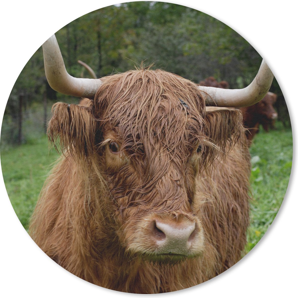 Muismat rond 30x30 cm - Mousepad Schotse Hooglander - Dieren - Gras - Ronde muismatten