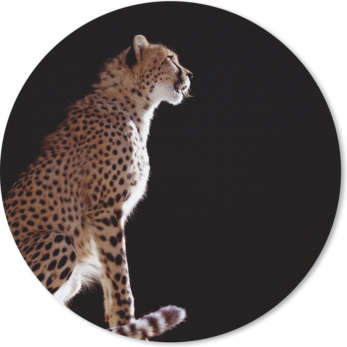 Muismat rond 40x40 cm - Mousepad Cheeta - Dieren - Licht - Ronde muismatten