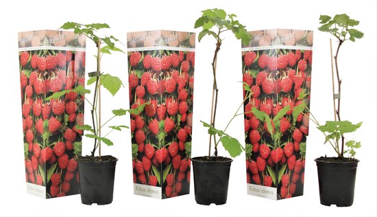 Drie frambozenplanten in pot met verpakking "Rubus idaeus".