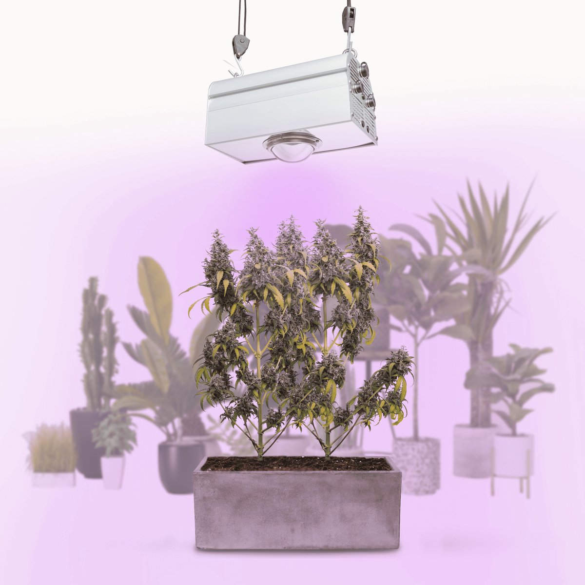 Parus by Venso Wall Spot 60cm, stralingshoek 15°, LED groeilamp, groeilicht voor kamerplanten en groene planten, gevel- en muurvergroening
