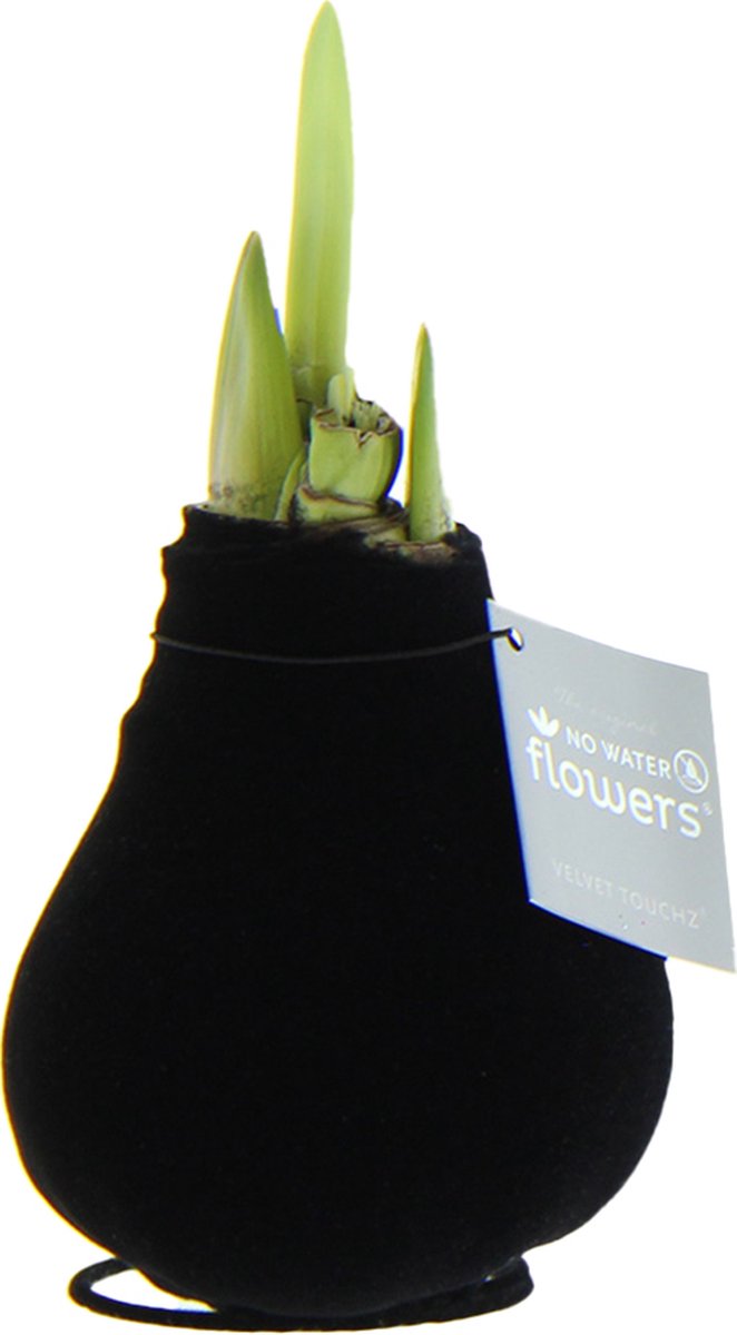 WLplants - Amaryllis - in een stijlvolle velvet jasje - Bloem