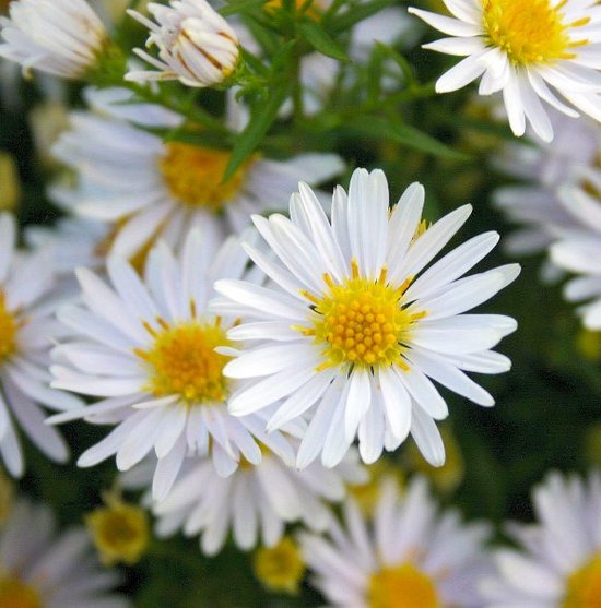 Foto: Aster dumosus schneekissen herfstaster