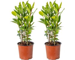 Bloomique - Set van 2 - Laurus Nobilis - Echte Laurier - Laurier Plant - Tuinplanten - Winterhard - 40-50 cm Hoog - Pot 15 cm