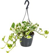 Bloomique - Scindapsus N-Joy - Drakenklimop - Hangplant - Ook geschikt als Klimplant - Kamerplanten - Luchtzuiverend - Gemakkelijk in onderhoud - Hoogte 20-30 cm - Pot 15 cm