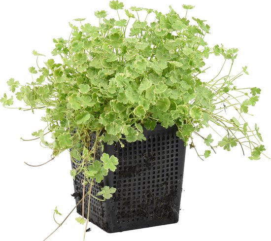Een bosje groene en wit-gestreepte waternavel planten in een zwarte vierkante pot.