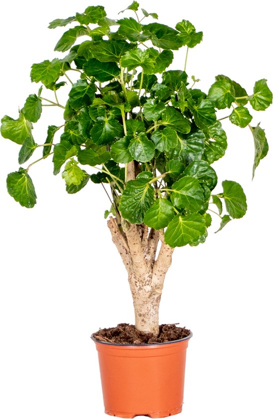 Aralia – Polyscias Green Lemon – 30 tot 40 cm