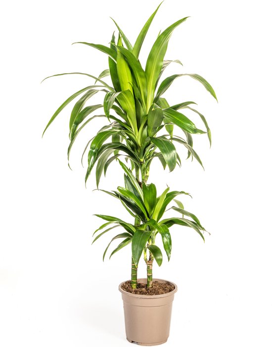 Dracaena Deremensis Lisa – Groenblijvend